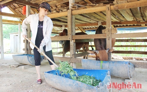 Hiệu quả 'Nghị quyết nuôi bò vỗ béo' ở xã vùng cao
