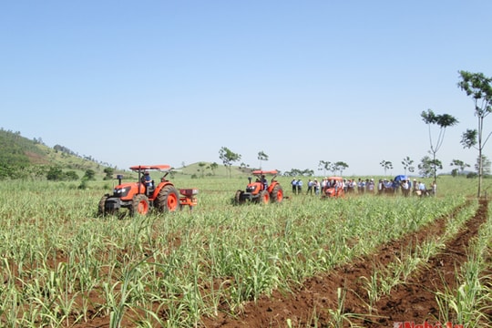 Ruộng nhân giống mía cấp 3 giúp tăng năng suất, chất lượng mía