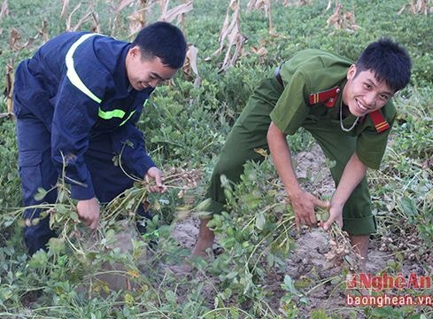 Nghệ An: Cảnh sát phòng cháy giúp dân thu hoạch lạc