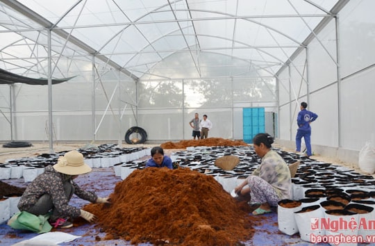 Sức sống mới ở Anh Sơn hôm nay