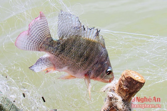 Chài lưới trên sông Bùng