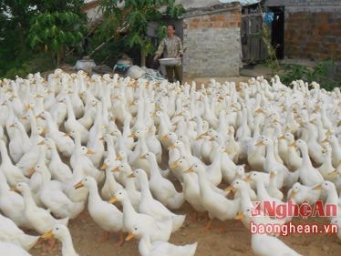 Nghi Hưng: Đổi mới tư duy trong phát triển kinh tế