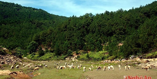 Nông dân thử nghiệm nuôi cừu ở vùng gió Lào  Nghệ An