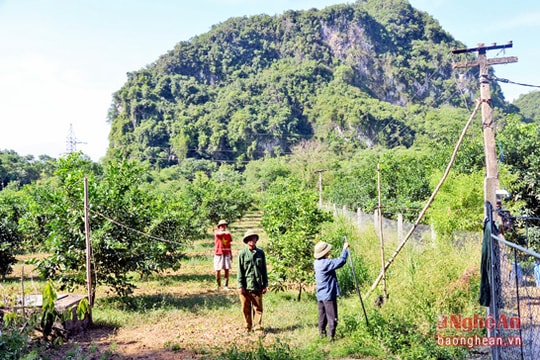 Cơ hội làm giàu từ phục hồi thương hiệu cam Bãi Phủ
