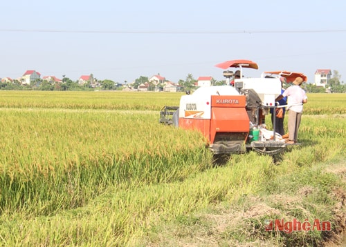 Nghệ An đưa 14.660 ha đất nông nghiệp vào sản xuất cánh đồng lớn