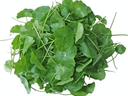 Nhập viện vì uống nước rau má thay nước lọc