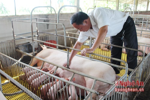 Nuôi lợn nái kết hợp với cá Đài Loan ở Quỳnh Lưu