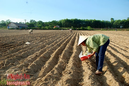 Thanh Chương tập trung sản xuất 4.000 ha hoa màu vụ hè thu
