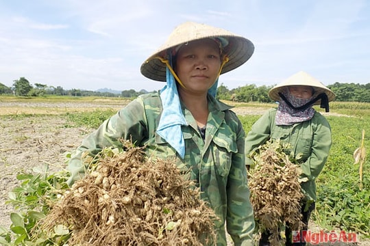 Quỳ Hợp thu trên 5 tỷ đồng từ vụ lạc xuân