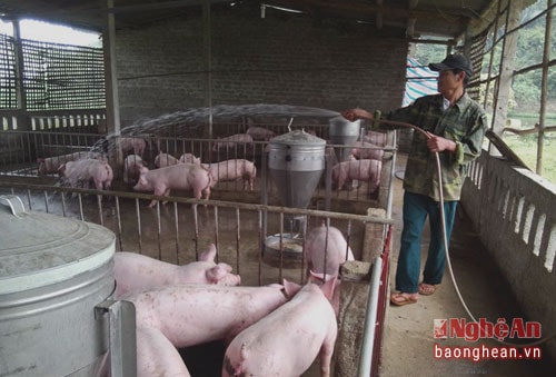 Những nông dân thu nhập trên 9 con số ở Cẩm Sơn