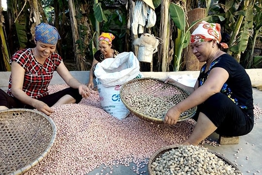 Nhộn nhịp mùa xáo lạc ở Diễn Châu