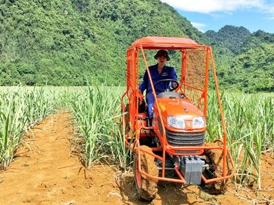 Lợi thế mới cho cây mía ở Anh Sơn