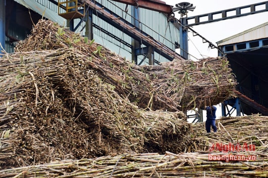Diện tích mía giảm 5000 ha: Các nhà máy đường thiếu nguyên liệu