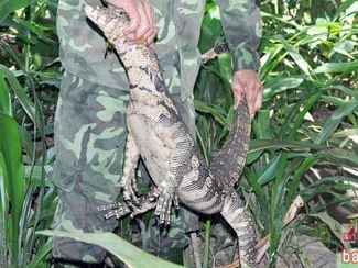 Cận cảnh kỳ đà hoang dã ở Vườn quốc gia Pù Mát