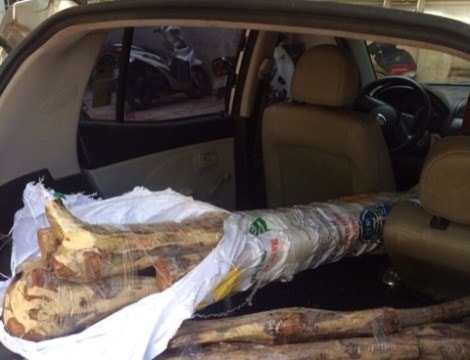 Nhét hàng chục kg gỗ sưa trên xe ô tô