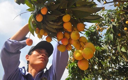 Chiếu xạ cho vải thiểu xuất khẩu sang Úc