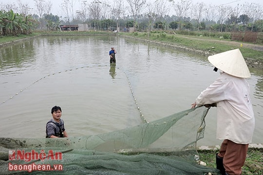 Nuôi cá trên ruộng lúa đạt 130 triệu đồng/ha