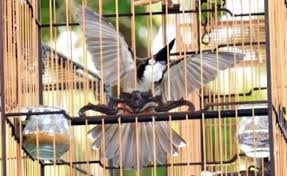 Chú chim chào mào xuất sắc mang về cho chủ chiếc xe máy