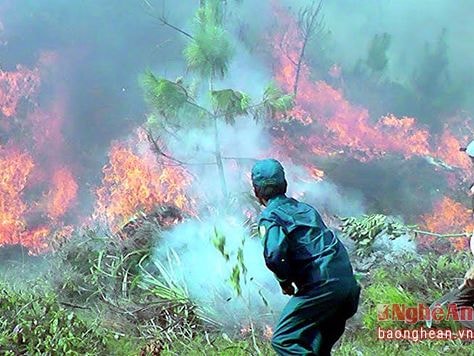 Hơn 300 người tham gia diễn tập chữa cháy rừng ở Yên Thành