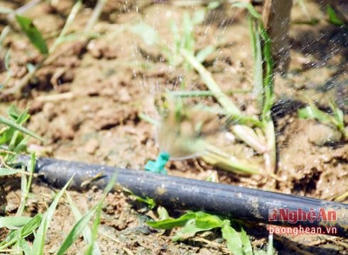 Nghệ An: Gần 250 mô hình được hỗ trợ đầu tư công nghệ tưới nhỏ giọt