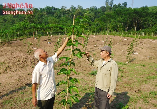 Cây chanh leo trồng ở huyện rẻo cao Kỳ Sơn