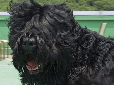 Giống chó của Stalin được công nhận xuất sắc nhất thế giới