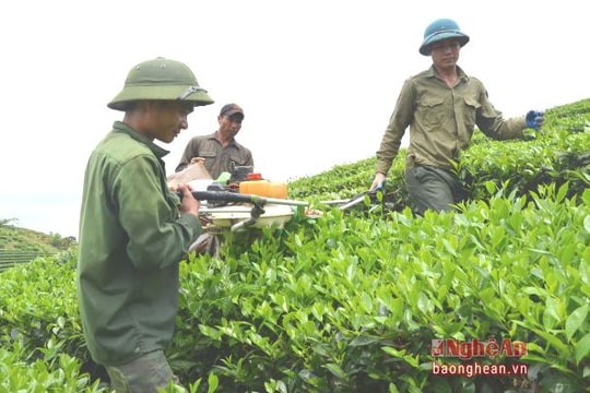 Xã Hùng Sơn (Anh Sơn): Phát huy vai trò đảng viên trong phát triển kinh tế