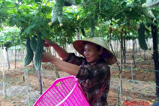 Trồng mướp đắng gối vụ, thu nhập 20 triệu/sào
