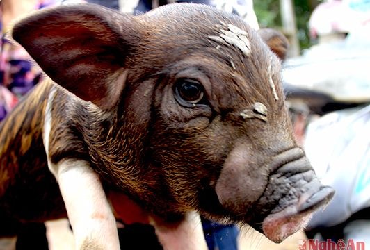 Độc đáo chợ lợn con ở Nghệ An