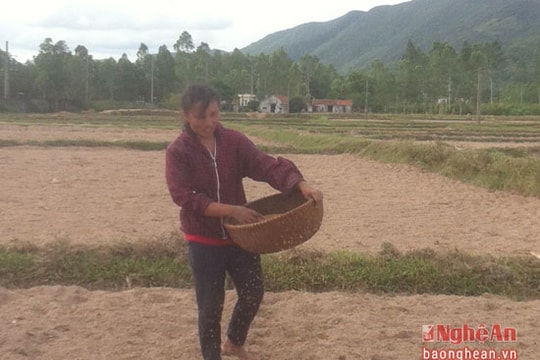 Cách làm lạ: Nông dân gieo lúa trên ruộng khô