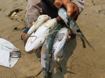 Hội môi trường Đài Loan đòi Formosa chịu trách nhiệm xã hội