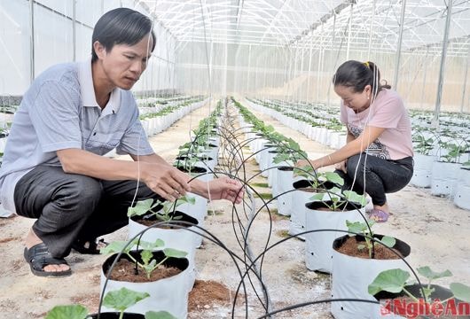 Hội Sơn (Anh Sơn): Tạo dòng sản phẩm thế mạnh