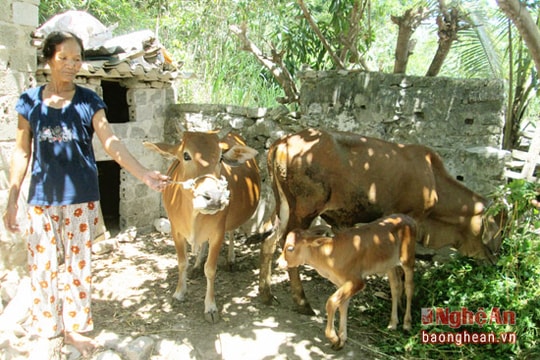 "Ngân hàng bò" giúp nông dân Quỳnh Tân thoát nghèo