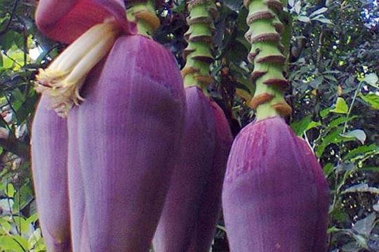 Kỳ lạ cây chuối mọc thêm 4 hoa sau khi trổ buồng