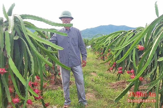 Thanh long chín đỏ rực ở Nghi Lộc