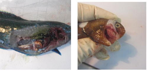 Manh mối lần ra nguyên nhân gây cá chết hàng loạt