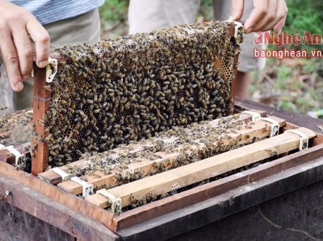 Nuôi ong Ý dưới rừng tràm thu 120 triệu đồng/tháng