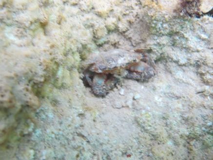 Độc tố phenol, xyanua tàn phá đáy biển miền Trung thế nào