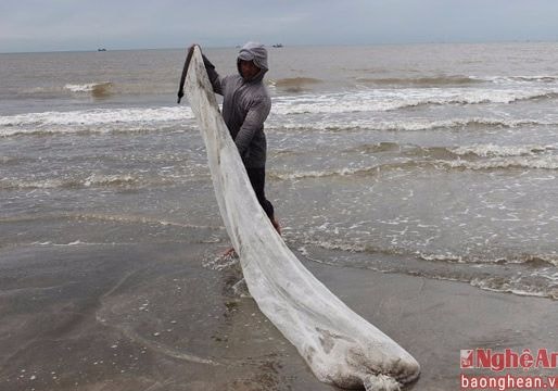 Độc đáo nghề cào dắt ở biển Nghệ An