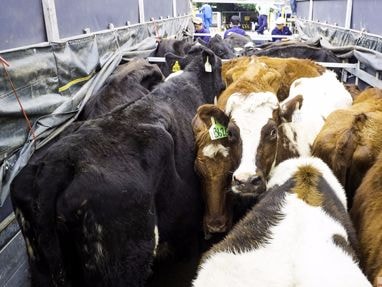 VINAMILK tạo đột phá mới từ dòng sữa tươi cao cấp Organic