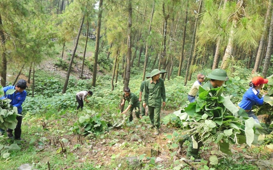 Mức xử phạt vi phạm quy định về chi trả dịch vụ môi trường rừng