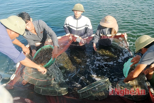 Nghệ An: Tăng diện tích nuôi trồng thủy sản an toàn