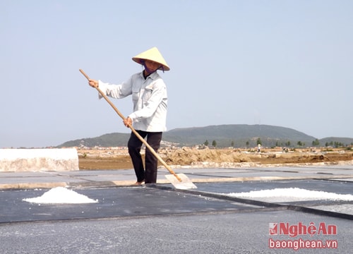 Diêm dân Nghệ An bám ruộng sản xuất muối