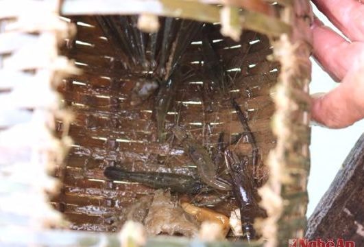 Shrimp fishing by bamboo traps in Lam river