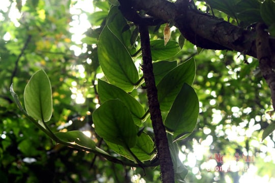 Tìm thấy kho thuốc quý giữa đại ngàn Pù Hoạt