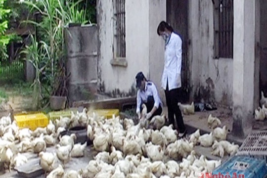 Bắt giữ 300 con gà chưa kiểm dịch trên đường vào Vinh tiêu thụ