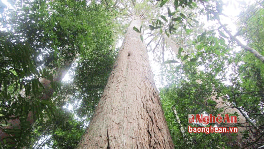 Quần thể Sa mu dầu hiếm có của Nghệ An được công nhận cây di sản