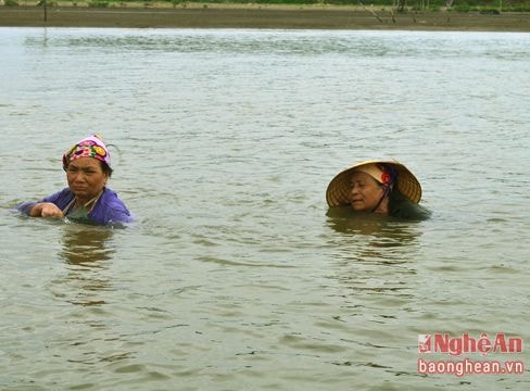 Đầm mình trong nước biển giữa ngày nắng để cào ngao