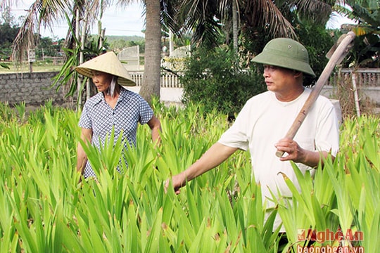Yên Thành phát triển cây dược liệu