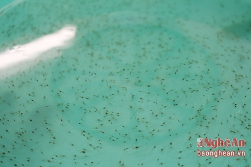 Quỳnh Lưu: 6 tháng sản xuất 250 triệu con tôm giống